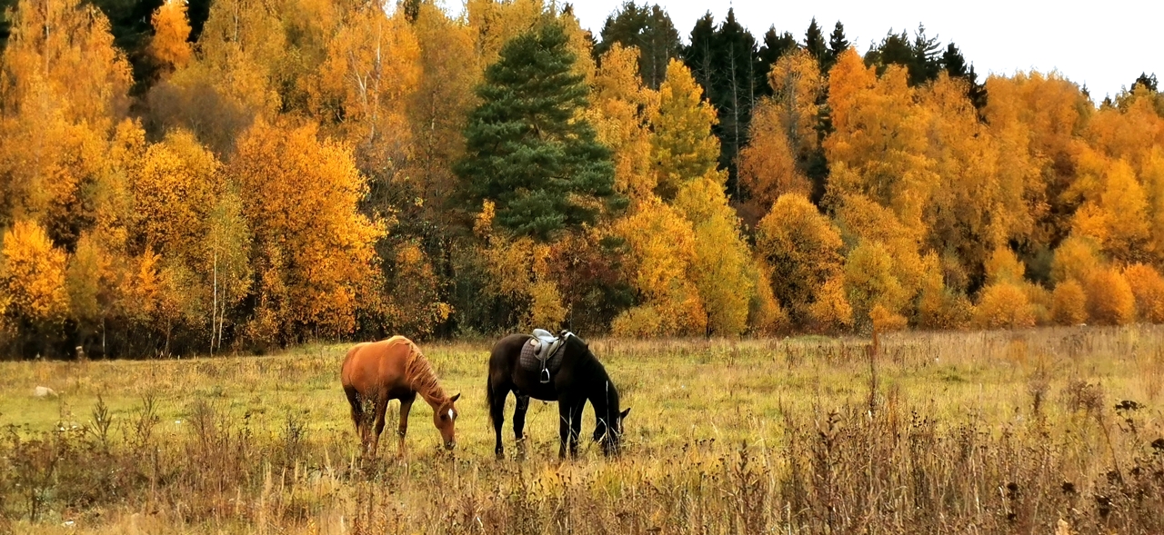 kottedz-poselok-leningradskoe-73