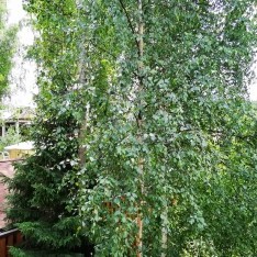 Вид из спальни 3 на лесной участок