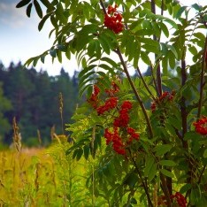 Купить дом рядом с лесом